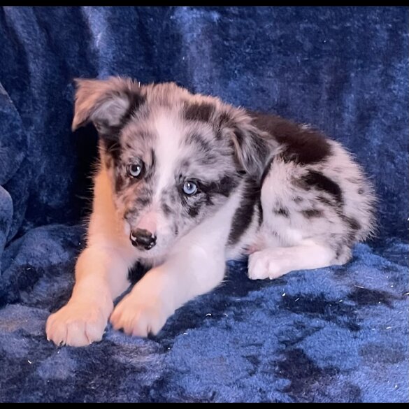 Border Collie - Dogs