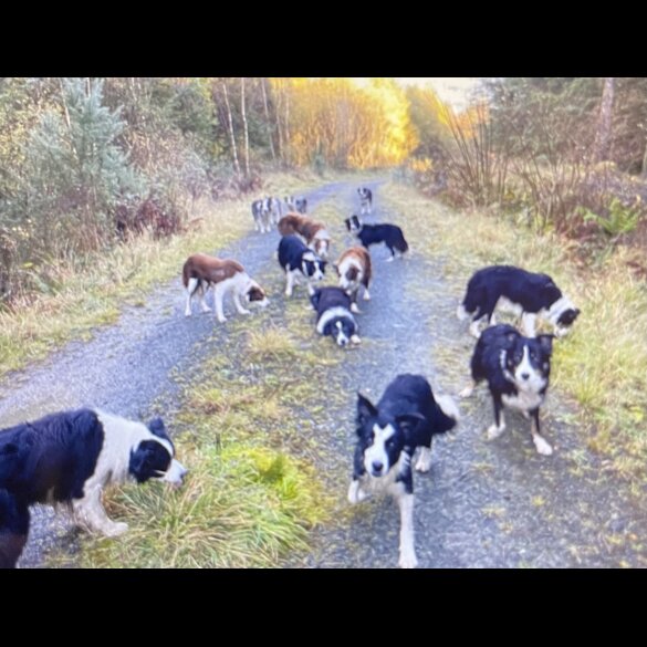 Border Collie - Dogs