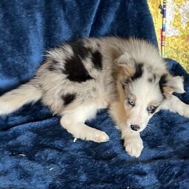 Border Collie - Dogs