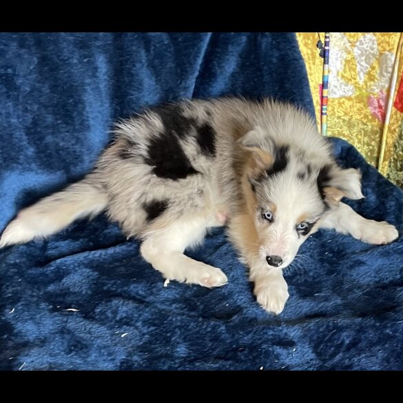 Border Collie - Dogs