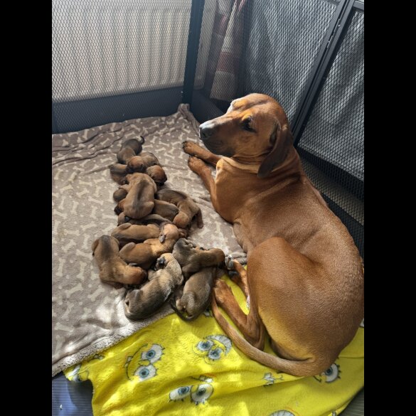 Rhodesian Ridgeback - Both