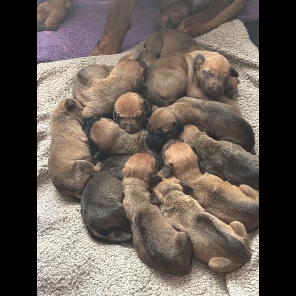 Rhodesian Ridgeback - Both