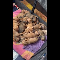 Rhodesian Ridgeback - Both