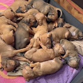 Rhodesian Ridgeback - Both