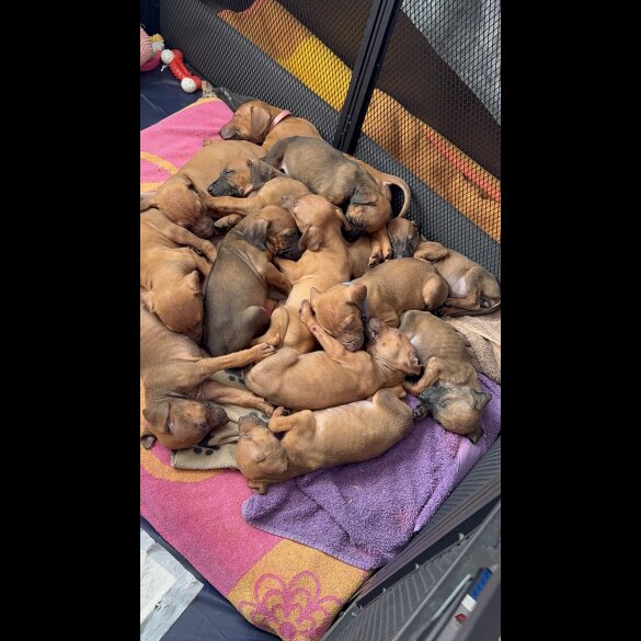 Rhodesian Ridgeback - Both