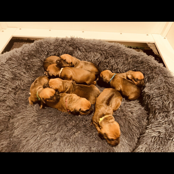 Rhodesian Ridgeback - Both