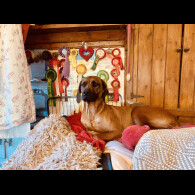 Rhodesian Ridgeback - Both