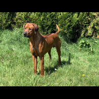 Rhodesian Ridgeback - Both