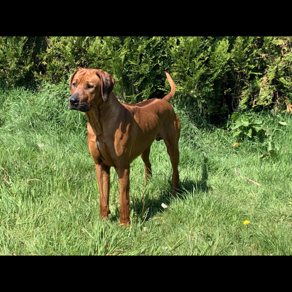 Rhodesian Ridgeback - Both
