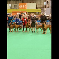 Rhodesian Ridgeback - Both