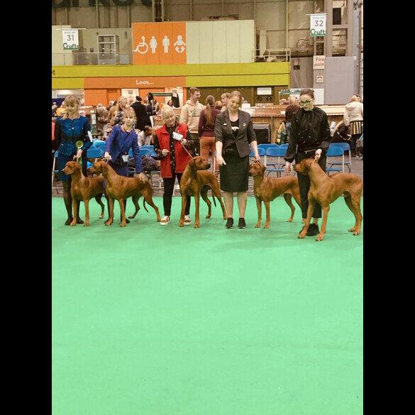 Rhodesian Ridgeback - Both