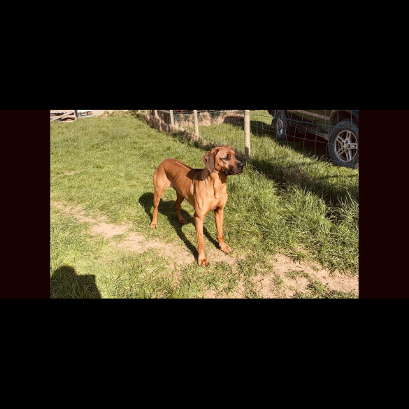Rhodesian Ridgeback - Both