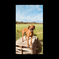 Rhodesian Ridgeback - Both