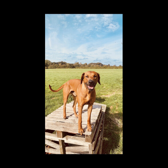 Rhodesian Ridgeback - Both