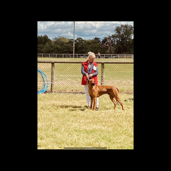 Rhodesian Ridgeback - Both