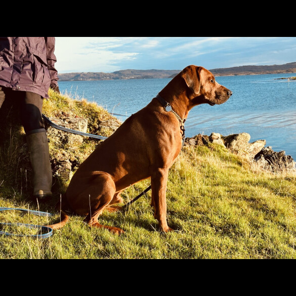 Rhodesian Ridgeback - Both