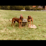 Rhodesian Ridgeback - Both