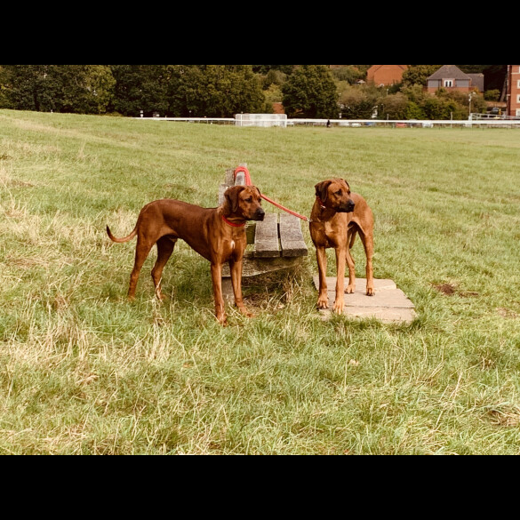 Rhodesian Ridgeback - Both