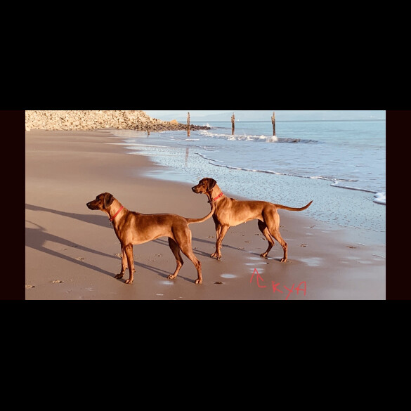 Rhodesian Ridgeback - Both
