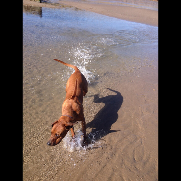 Rhodesian Ridgeback - Both