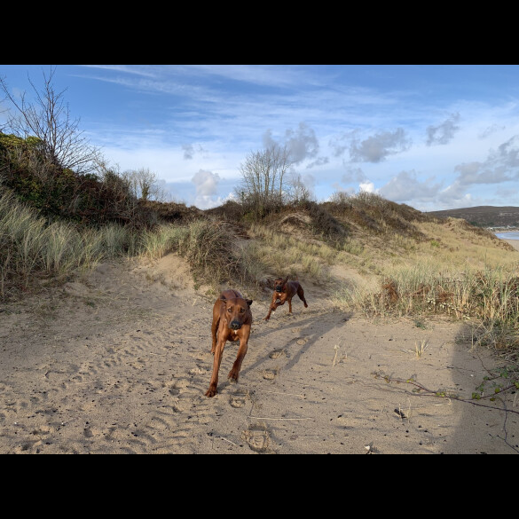 Rhodesian Ridgeback - Both