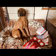 Rhodesian Ridgeback - Both