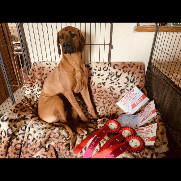 Rhodesian Ridgeback - Both