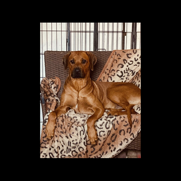 Rhodesian Ridgeback - Both