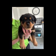 Rottweiler - Both