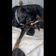 Rottweiler - Both