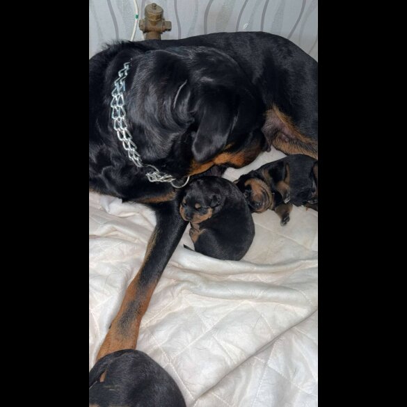 Rottweiler - Both