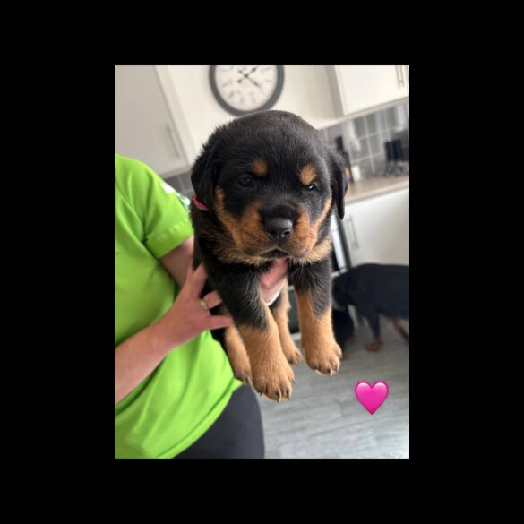 Rottweiler - Both