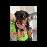 Rottweiler - Both