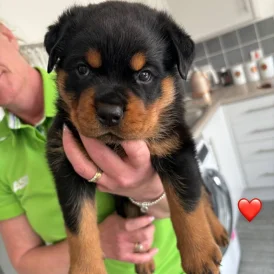 Rottweiler - Both