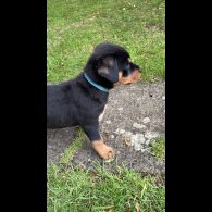 Rottweiler - Both
