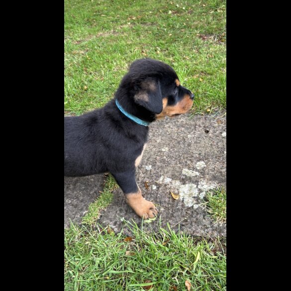 Rottweiler - Both