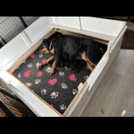 Rottweiler - Both