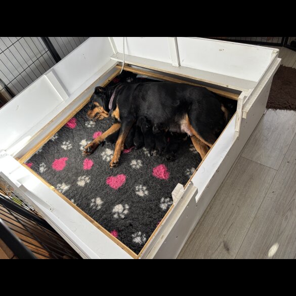 Rottweiler - Both