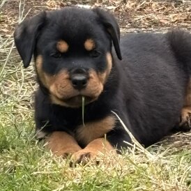 Rottweiler - Both