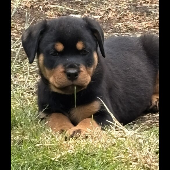 Rottweiler - Both