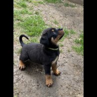 Rottweiler - Both
