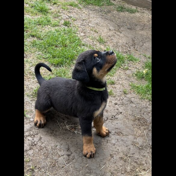 Rottweiler - Both