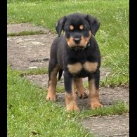 Rottweiler - Both