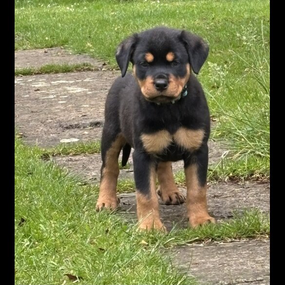 Rottweiler - Both