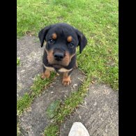 Rottweiler - Both