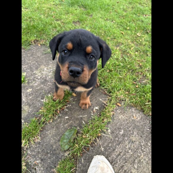 Rottweiler - Both
