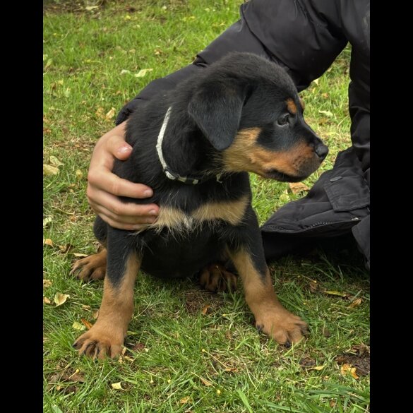 Rottweiler - Both