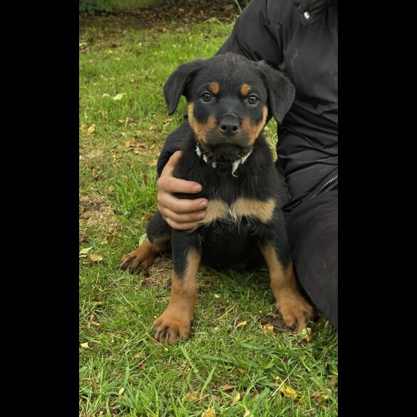 Rottweiler - Both