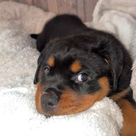 Rottweiler - Both