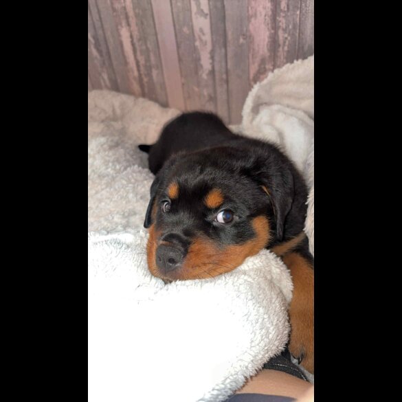 Rottweiler - Both